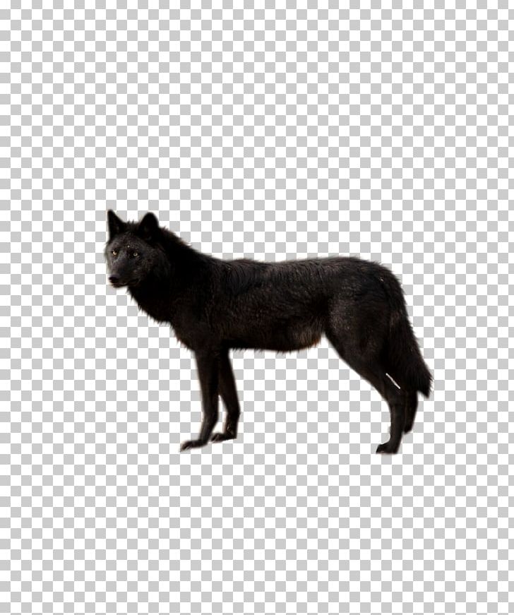 Dog Wolf Walking Black Wolf Coyote PNG, Clipart, Alaskan Tundra Wolf, Animals, Big Cats, Black And White, Black Panther Free PNG Download