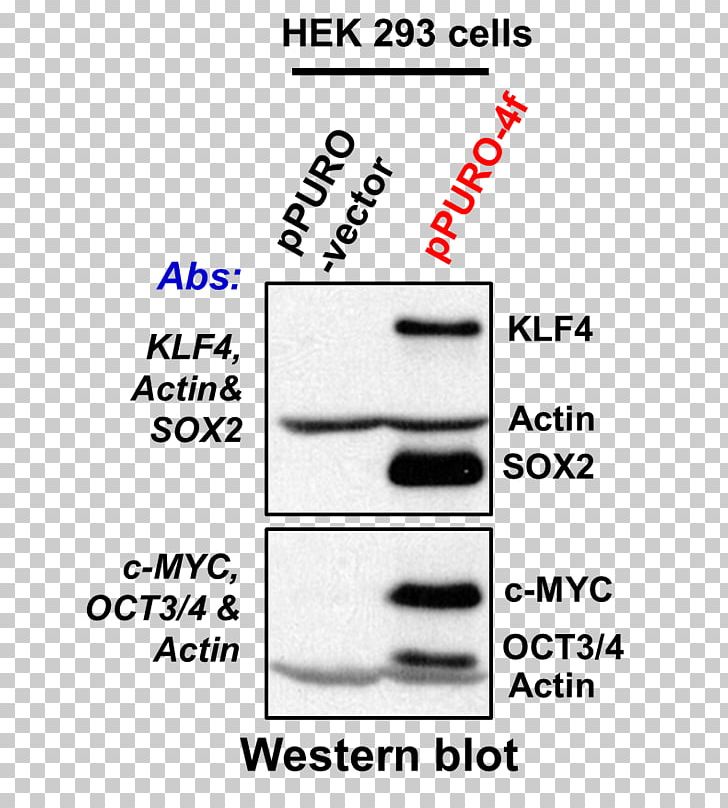 Induced Pluripotent Stem Cell Reprogramming Technology PNG, Clipart, Angle, Area, Auto Part, Building, Business Free PNG Download