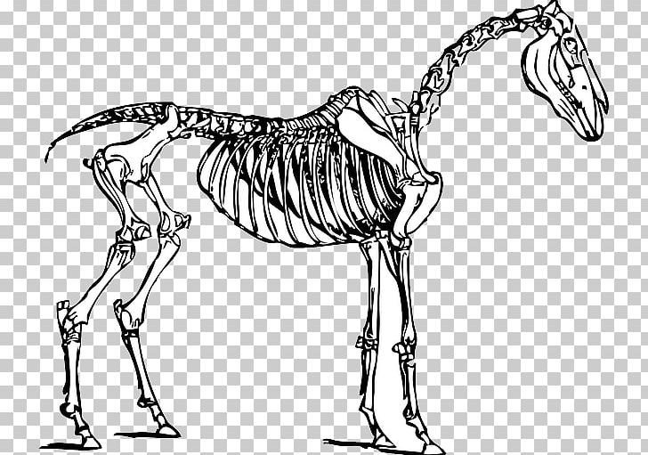 Skeletal System Of The Horse Skeleton PNG, Clipart, Animals, Artwork, Black And White, Bone, Carnivoran Free PNG Download
