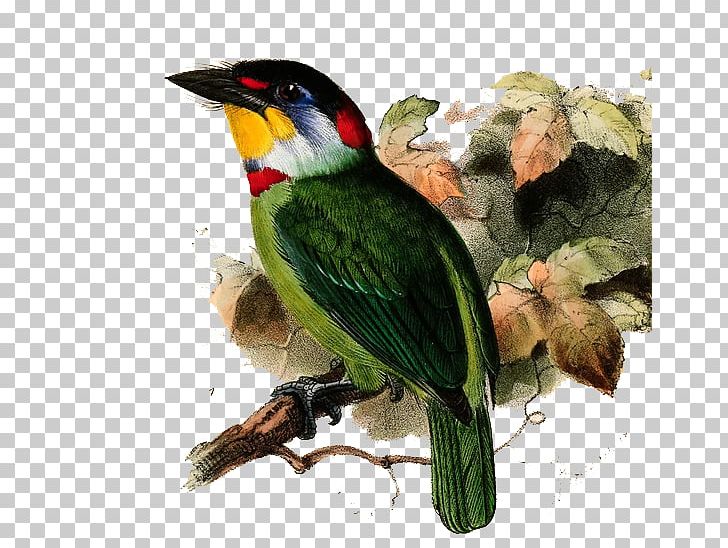 Taiwan Barbet Black-billed Mountain Toucan Neoaves Black-browed Barbet PNG, Clipart, Beak, Bird, Birds Illustration, Bla, Blackbrowed Barbet Free PNG Download