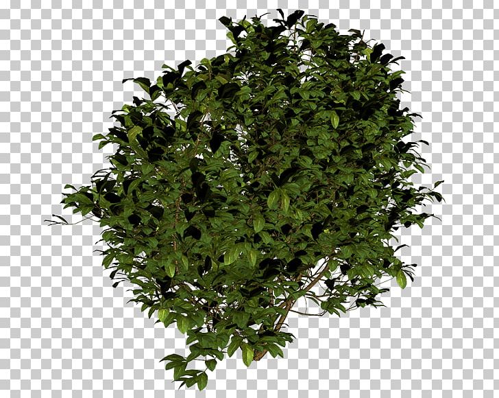 Shrub PNG, Clipart, Action, Beautiful, Branch, Bush, Computer Icons Free PNG Download