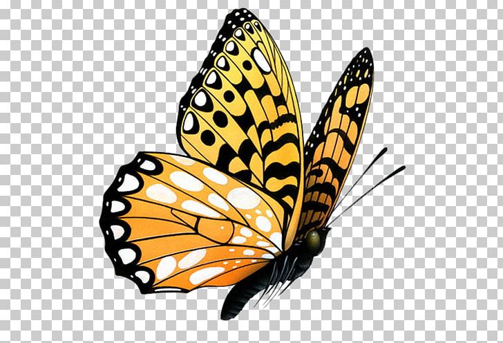 Butterfly PNG, Clipart, Animal, Arthropod, Bow, Bow And Arrow, Bows Free PNG Download