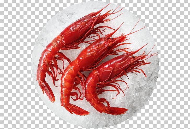 Caridea Aristaeopsis Edwardsiana Prawns Seafood Shrimp PNG, Clipart, Animals, Animal Source Foods, Carabinier, Caridea, Caridean Shrimp Free PNG Download