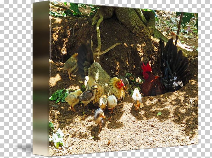 Chicken Tree PNG, Clipart, Animals, Chicken, Plant, Tree Free PNG Download