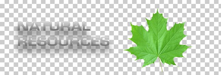 Desktop Natural Environment Leaf PNG, Clipart, Brand, Desktop Wallpaper, Environmentalism, Grass, Green Free PNG Download