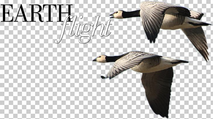 Duck Goose Fauna Feather Beak PNG, Clipart, Animals, Beak, Bird, Duck, Ducks Geese And Swans Free PNG Download