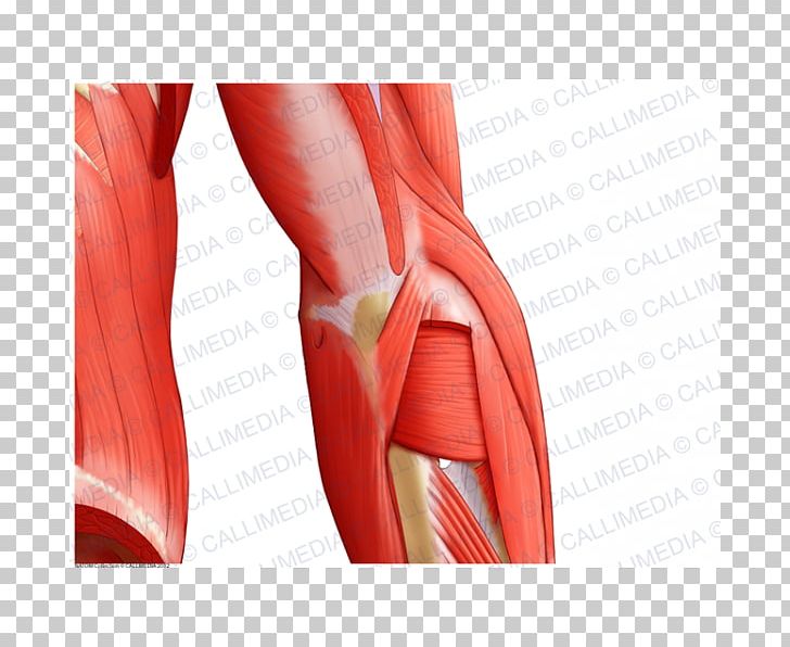 Elbow Forearm Muscle Anatomy PNG, Clipart, Abdomen, Anatomy, Angle, Arm, Blood Vessel Free PNG Download