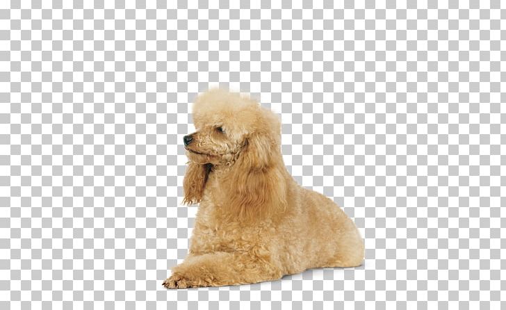 Miniature Poodle Toy Poodle Standard Poodle Puppy PNG, Clipart, Breed Group Dog, Carnivoran, Coat, Companion Dog, Dog Free PNG Download
