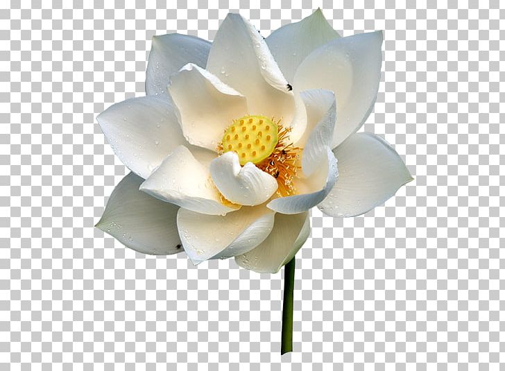 Nelumbo Nucifera White RGB Color Model PNG, Clipart, Aquatic Plant, Color, Cut Flowers, Flower, Flowering Plant Free PNG Download
