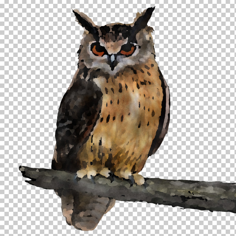 Owl Bird Bird Of Prey Eastern Screech Owl Wildlife PNG, Clipart, Beak, Bird, Bird Of Prey, Cartoon, Eastern Screech Owl Free PNG Download