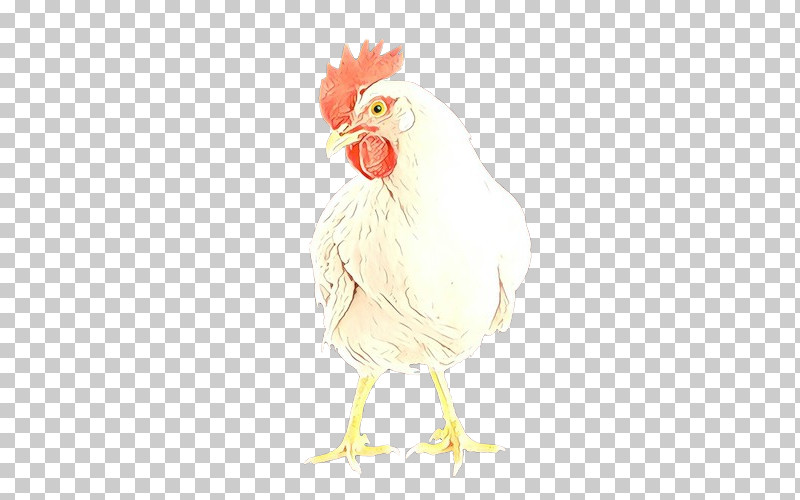 Chicken Bird Rooster White Comb PNG, Clipart, Beak, Bird, Chicken, Comb, Livestock Free PNG Download