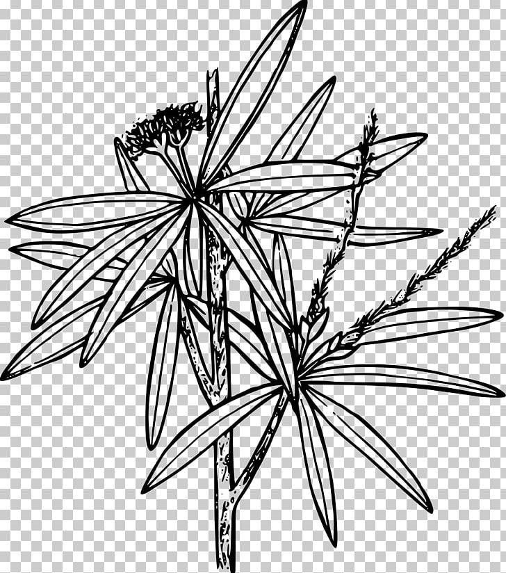 Cercocarpus Ledifolius Line Art PNG, Clipart, Angle, Artwork, Black And White, Branch, Cercocarpus Free PNG Download