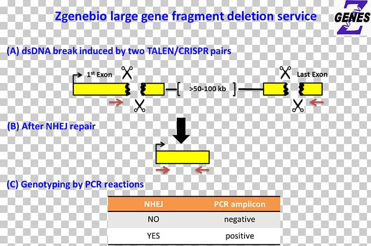 Gene Knockout Web Page Transcription Activator-like Effector Nuclease PNG, Clipart, Angle, Area, Brand, Computer Program, Deletion Free PNG Download