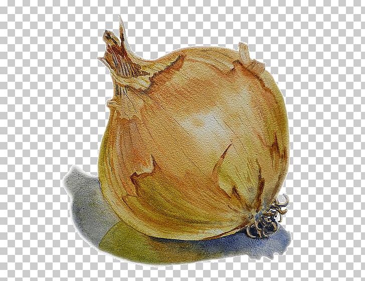 Onion Watercolor Painting Vegetable Drawing PNG, Clipart, Cartoon Garlic, Chili Garlic, Elephant Garlic, Food, Fresh Garlic Free PNG Download