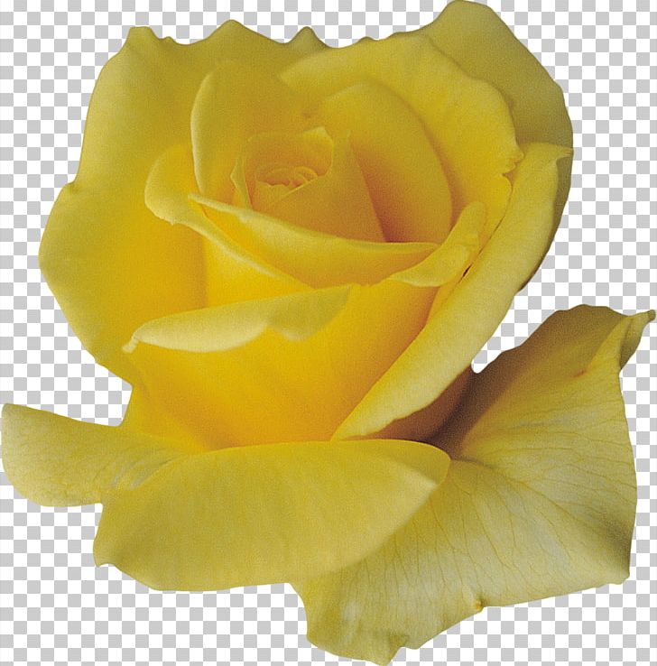 Petal Flower Yellow PNG, Clipart, Cut Flowers, Designer, Download, Floribunda, Flower Free PNG Download