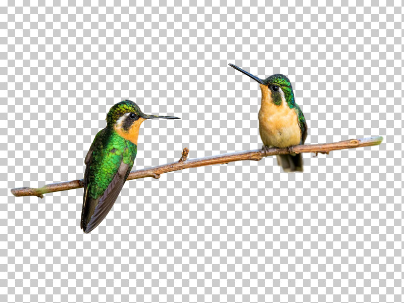 Feather PNG, Clipart, Beak, Coraciiformes, Feather, Hummingbirds, Insect Free PNG Download