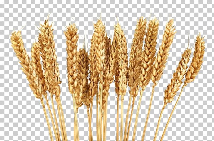 Cereal Wheat Grain PNG, Clipart, Agricultural, Barley, Commodity, Dinkel Wheat, Drawing Free PNG Download