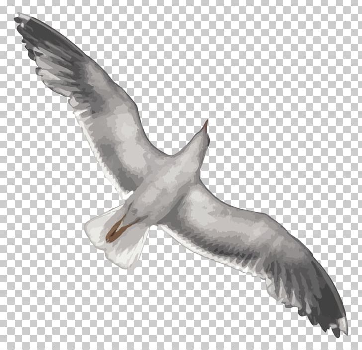 Gulls European Herring Gull Digital Art PNG, Clipart, Art, Beak, Bird, Buzzard, Charadriiformes Free PNG Download