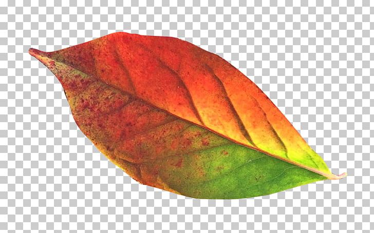 Leaf PNG, Clipart, Autumn, Autumn Leaf, Autumn Leaf Color, Autumn Leaves, Clip Art Free PNG Download