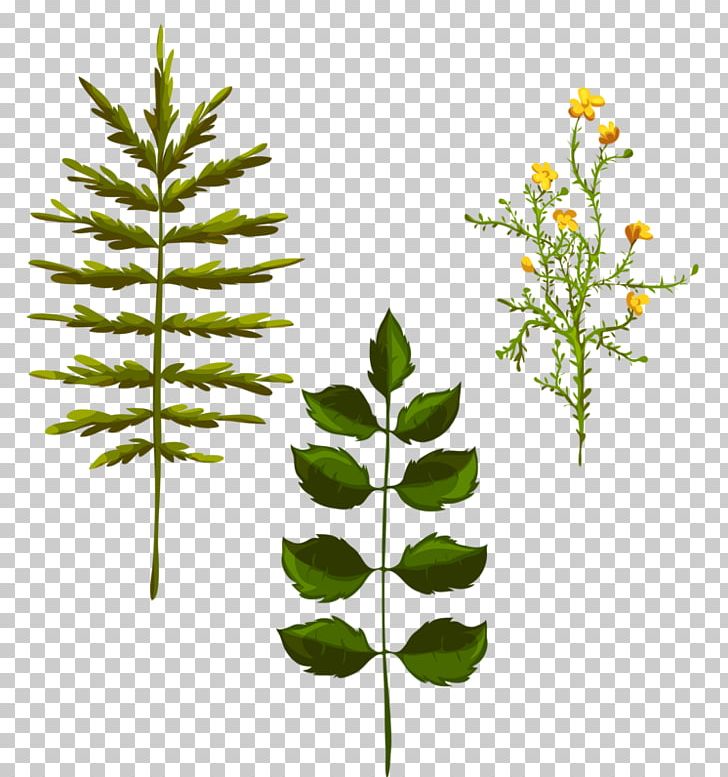 Leaf PNG, Clipart, Adobe Illustrator, Aromatic Herbs, Branch, Chinese Herbs, Conifer Free PNG Download