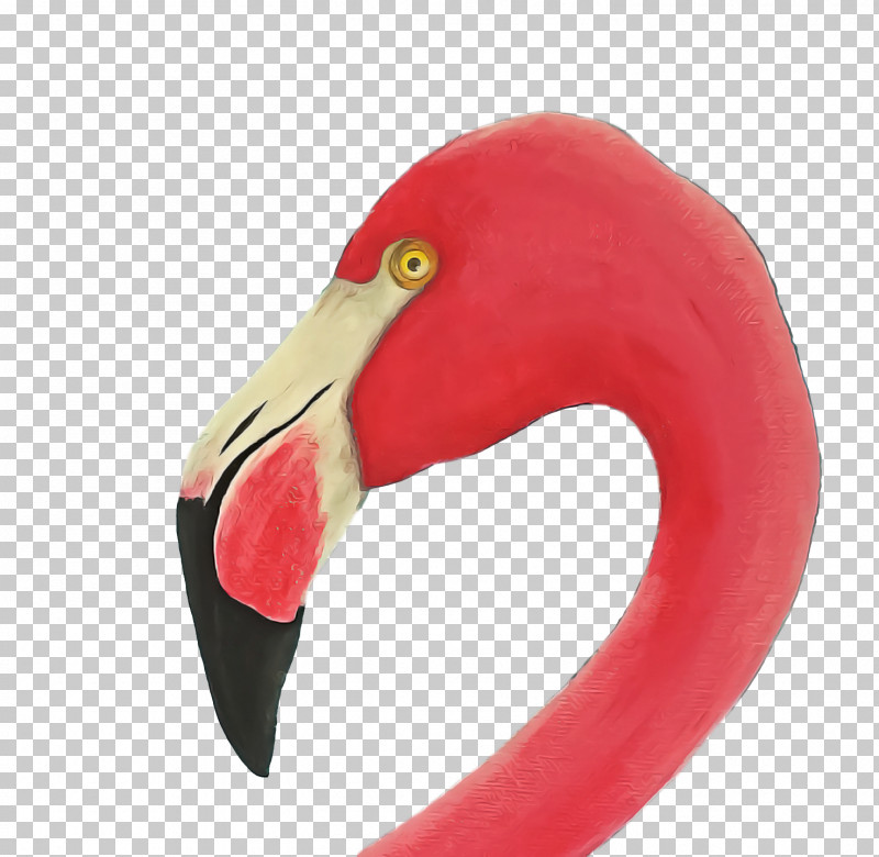 Flamingo PNG, Clipart, Beak, Flamingo Free PNG Download