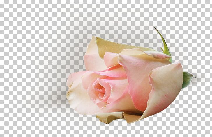 Garden Roses Pink Cut Flowers Cabbage Rose Petal PNG, Clipart, Blue Rose, China Rose, Cicek, Closeup, Cut Flowers Free PNG Download
