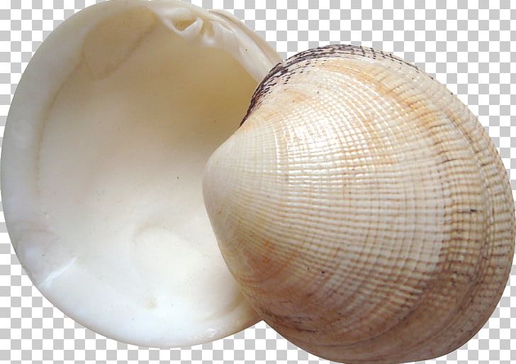 Cockle Seashell Clam PNG, Clipart, Baltic Clam, Beautiful, Beautiful Girl, Beauty, Beauty Salon Free PNG Download