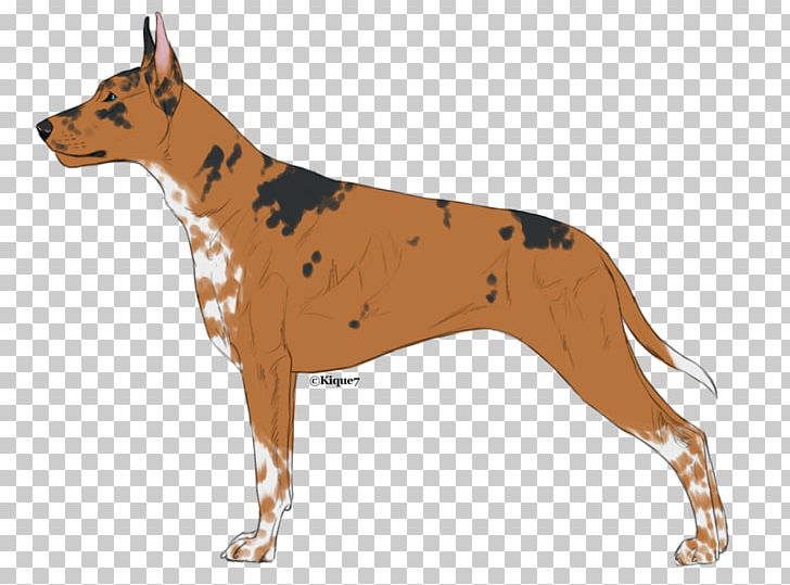 Dog Breed Ibizan Hound Pharaoh Hound Great Dane Kennel PNG, Clipart, Breed, Carnivoran, Conformation Show, Dog, Dog Breed Free PNG Download
