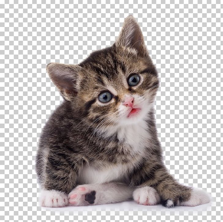 Kitten Tonkinese Cat Portable Network Graphics Psd PNG, Clipart, Animals, Carnivoran, Cat, Cat Like Mammal, Desktop Wallpaper Free PNG Download