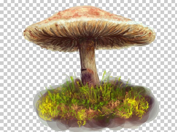Fungus Edible Mushroom Medicinal Fungi Medicine PNG, Clipart, Champignon, Edible Mushroom, Fungus, Medicinal Fungi, Medicinal Mushroom Free PNG Download