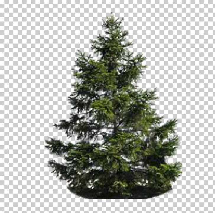 Pine Tree Fir PNG, Clipart, Arbre, Architectural Rendering, Christmas Decoration, Christmas Ornament, Christmas Tree Free PNG Download