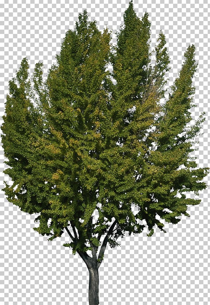 Tree Woody Plant Spruce Pine PNG, Clipart, Biology, Biome, Branch, Bush, Christmas Tree Free PNG Download
