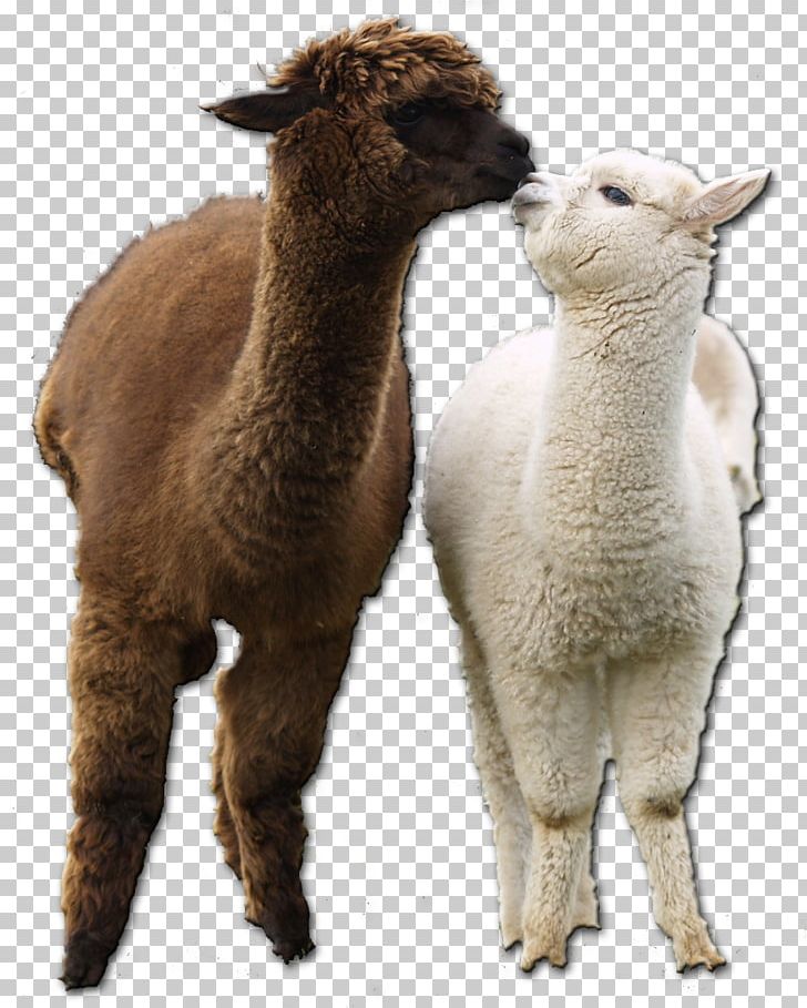 Alpaca Llama Vicuña Fur Terrestrial Animal PNG, Clipart, Alpaca, Animal