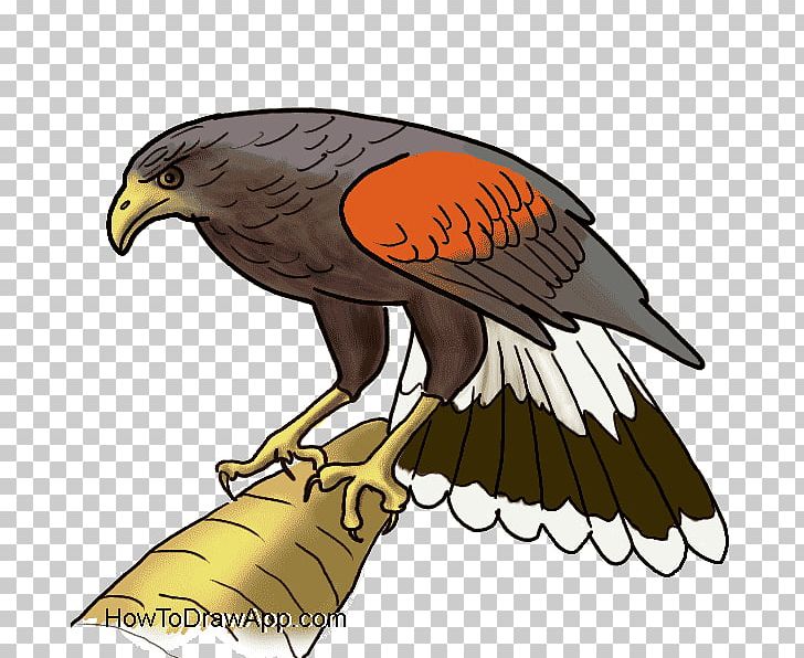 Bald Eagle Hawk Drawing PNG, Clipart, Accipitriformes, Accipitrinae, Animals, Bald Eagle, Beak Free PNG Download