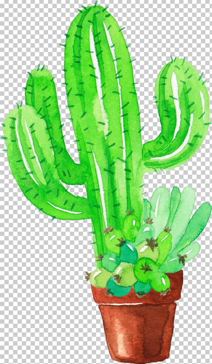 Cactaceae Watercolor Painting Succulent Plant Pinaceae PNG, Clipart, Cactaceae, Cactus, Caryophyllales, Download, Flowering Plant Free PNG Download