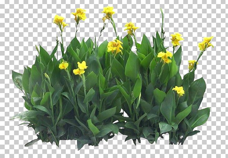 Canna Indica Flower Seed PNG, Clipart, Adobe Illustrator, Beautiful, Beautiful Flowers, Big, Big Flower Free PNG Download