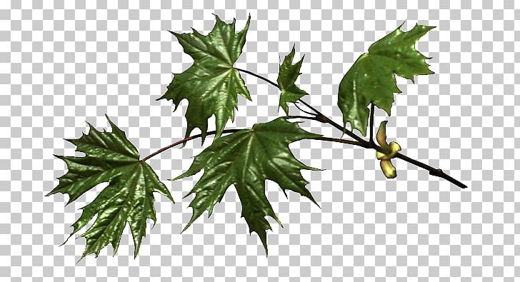 Maple Leaf Branch Tree Birch PNG, Clipart, Birch, Branch, Cottonwood, Elm, Flowering Plant Free PNG Download