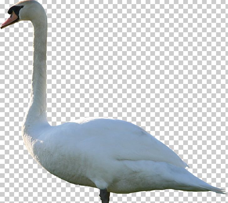 Mute Swan Duck Cygnini Goose PNG, Clipart, 3d Computer Graphics, Archive File, Beak, Bird, Computer Icons Free PNG Download