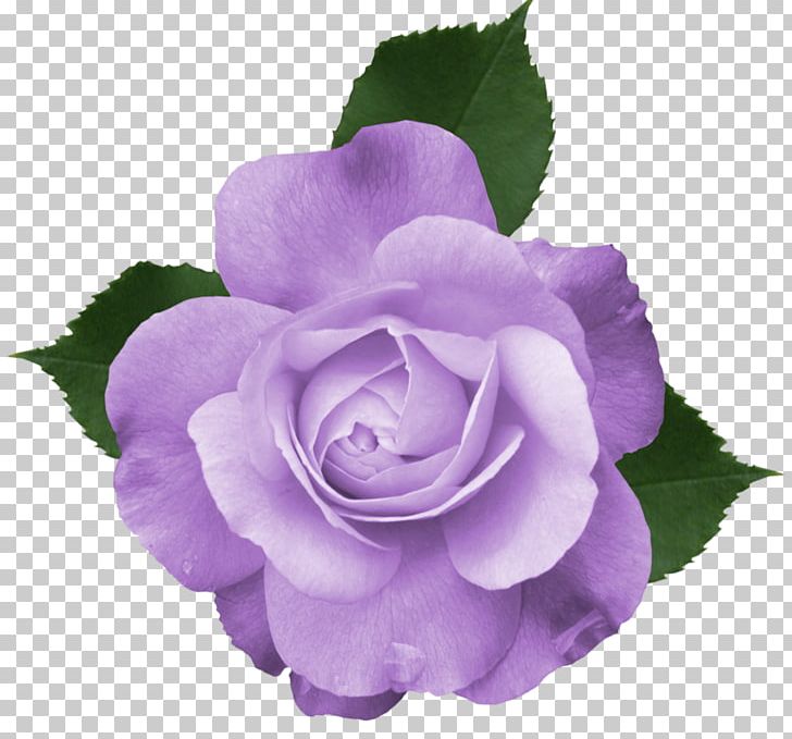 Rose Flower Purple PNG, Clipart, Blue Rose, Cut Flowers, Floribunda, Flower, Flowering Plant Free PNG Download