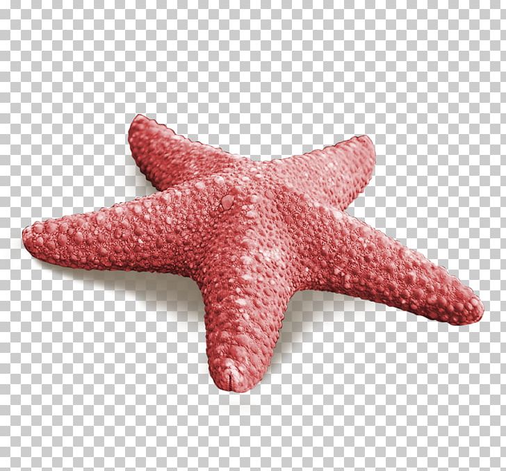 Starfish Callopatiria Granifera Red PNG, Clipart, Animals, Beach, Beautiful, Beautiful Starfish, Callopatiria Granifera Free PNG Download