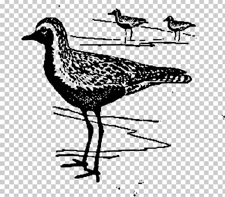 Bird Plover Wader PNG, Clipart, Animals, Art, Beak, Bird, Black And White Free PNG Download