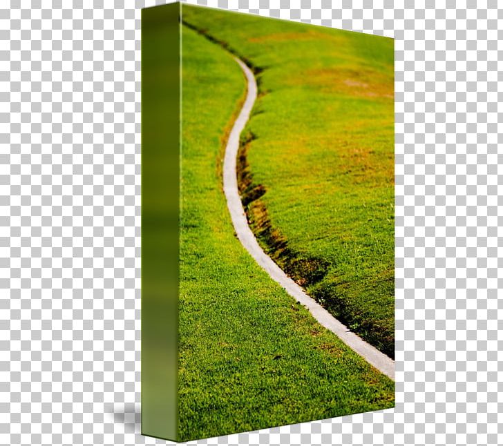 Lawn Meadow Landscape Grasses PNG, Clipart, Country Road, Field, Grass, Grasses, Grass Family Free PNG Download