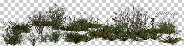 PhotoScape Rendering PNG, Clipart, Adobe Photoshop Elements, Branch, Casuarina, Desktop Wallpaper, Flora Free PNG Download