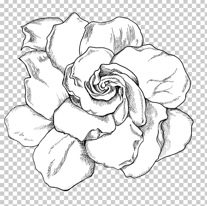 Cape Jasmine Drawing Flower Gardenia Thunbergia PNG, Clipart, Art Museum, Artwork, Black And White, Cape Jasmine, Cut Flowers Free PNG Download
