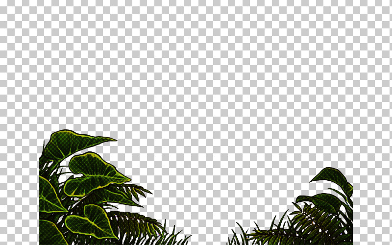 Palm Tree PNG, Clipart, Arecales, Attalea Speciosa, Elaeis, Flower, Forest Free PNG Download