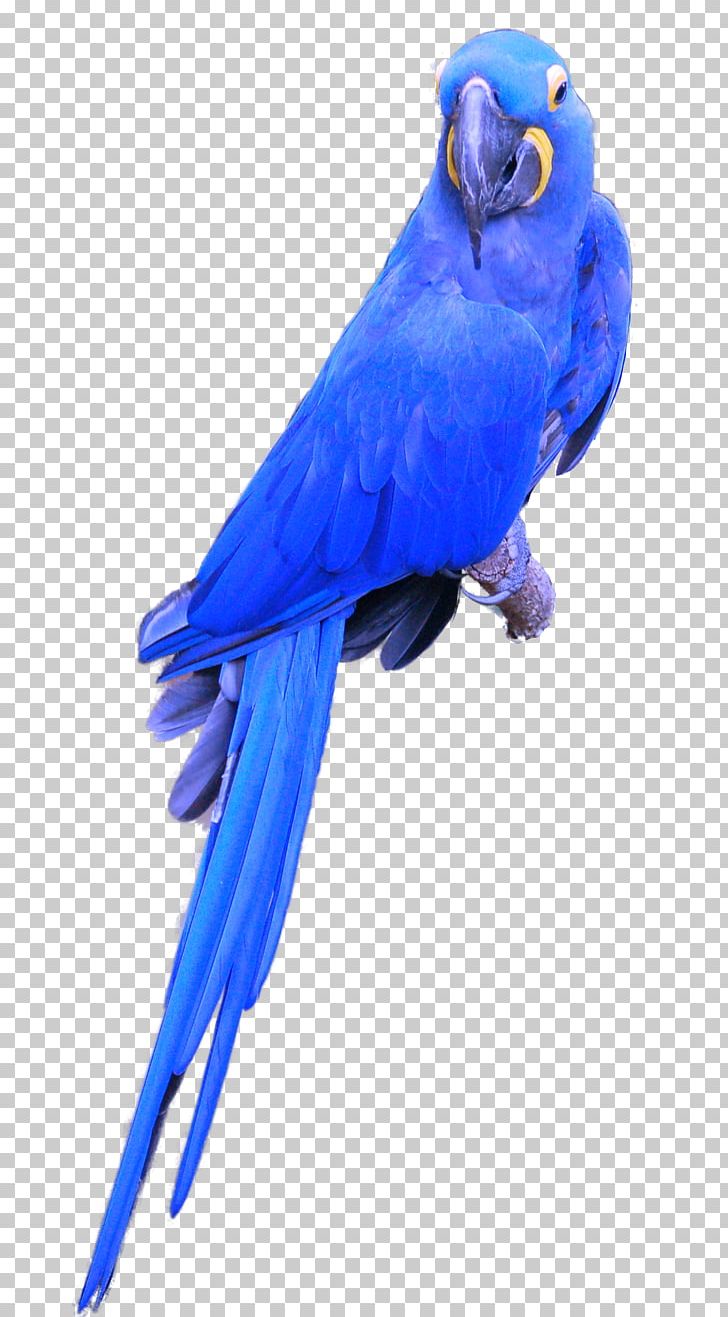 Parrot Budgerigar Bird Hyacinth Macaw Cockatiel PNG, Clipart, Animals, Anodorhynchus, Beak, Bird, Bird Clipart Free PNG Download