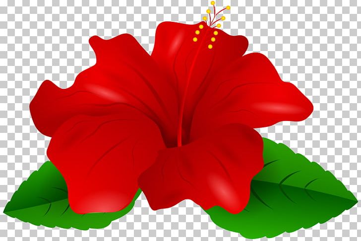 Shoeblackplant Red PNG, Clipart, Annual Plant, China Rose, Chinese Hibiscus, Clip, Clipart Free PNG Download