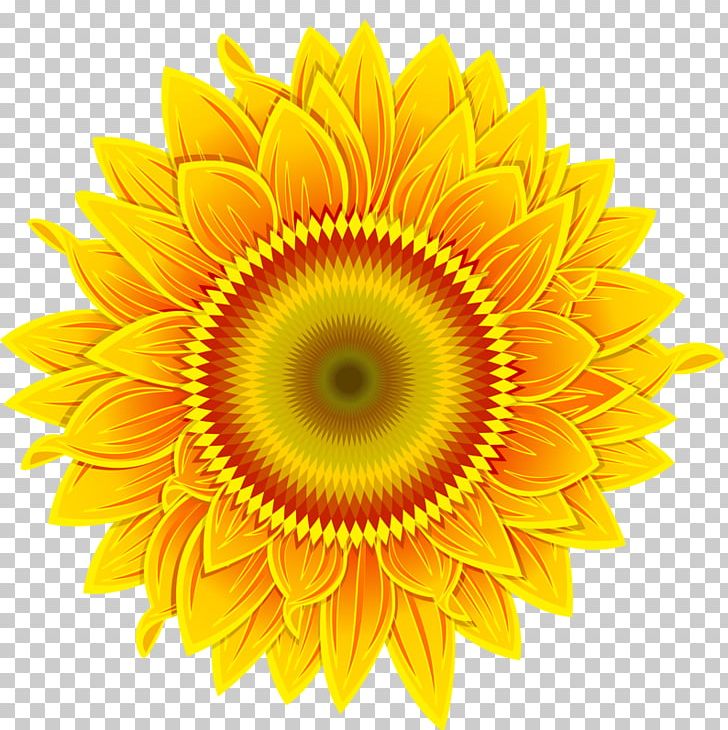 Common Sunflower PNG, Clipart, Cartoon, Closeup, Cut Flowers, Daisy Family, Download Free PNG Download