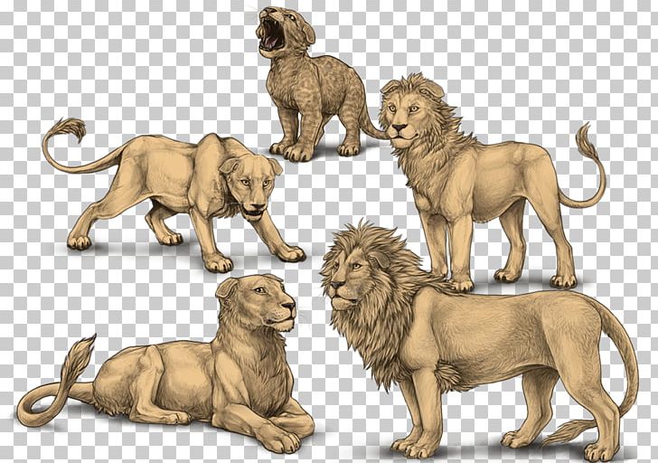 Lion Felidae Mutation Devon Rex Cornish Rex PNG, Clipart, Animal, Animals, Big Cat, Big Cats, Breed Free PNG Download