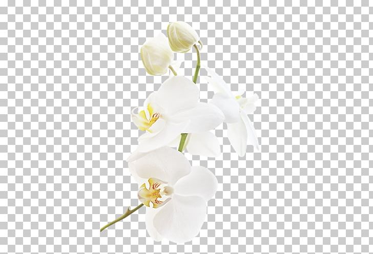 Moth Orchids Flower PNG, Clipart, Blossom, Branch, Computer Icons, Cut Flowers, Encapsulated Postscript Free PNG Download